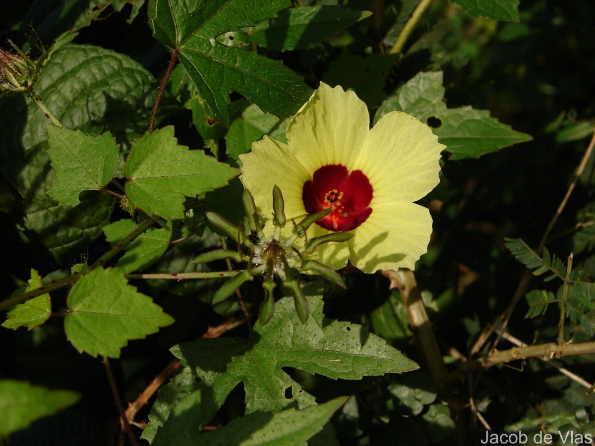 Hibiscus surattensis L.